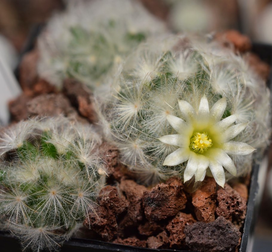 Mammillaria Plumosa