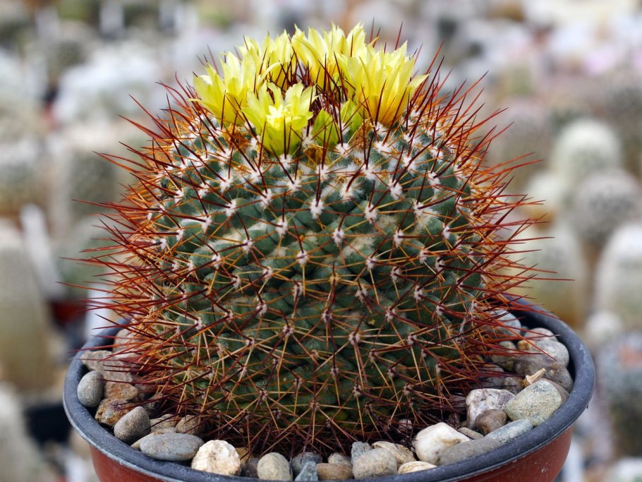 Stenocactus papyracanthus