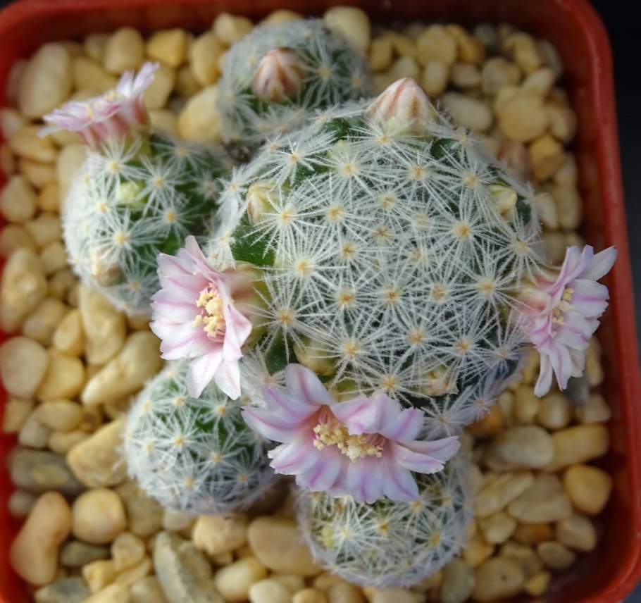 Mammillaria schiedeana
