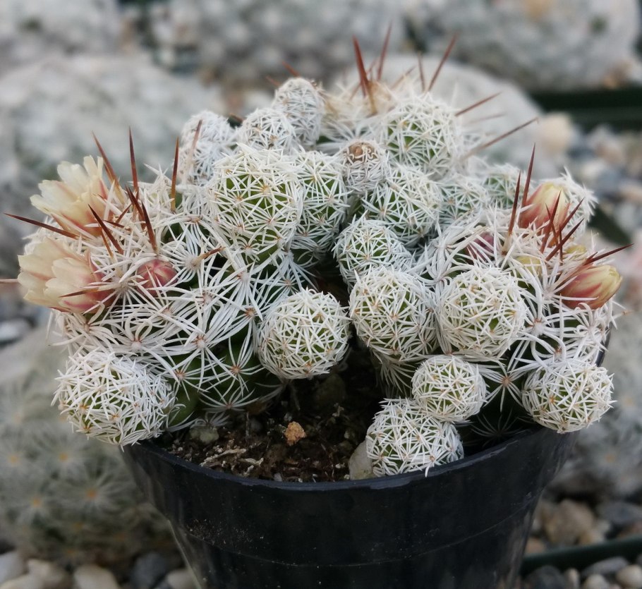 Mammillaria hemisphaerica