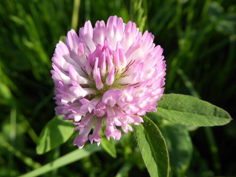 Trifolium Alexandrinum
