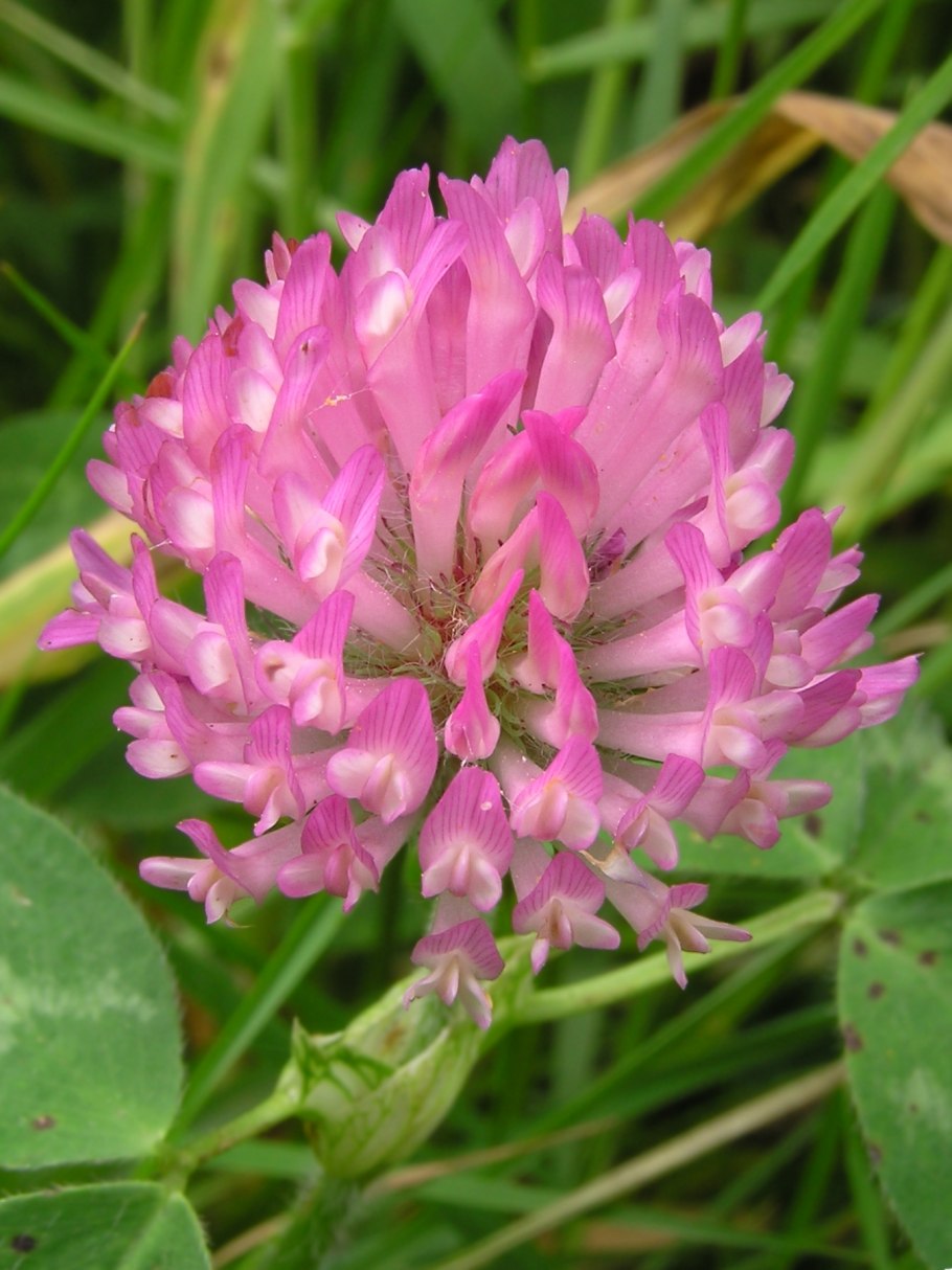 Клевер ползучий (Trifolium repens)