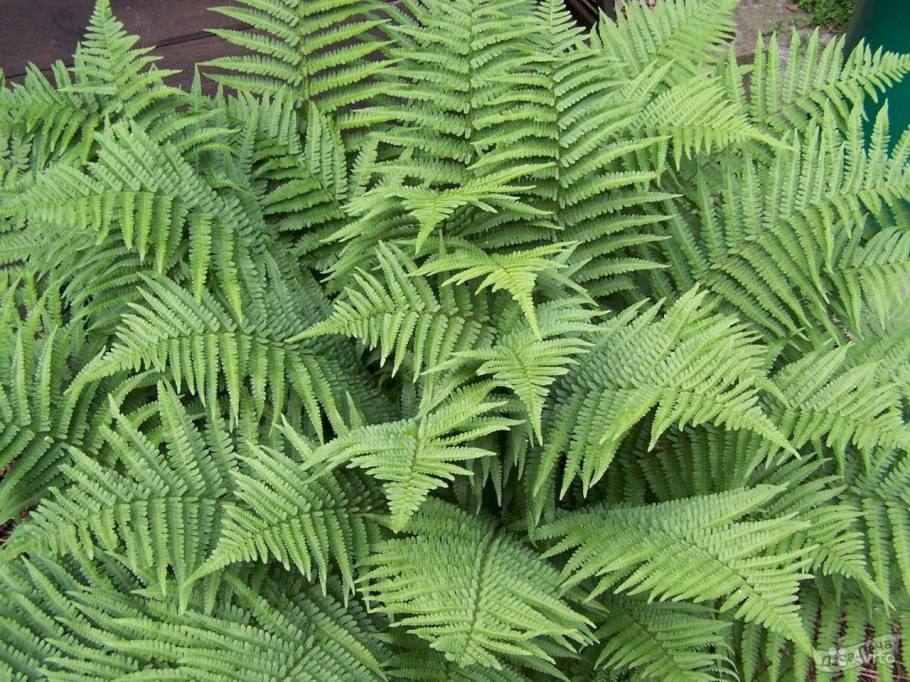 Dryopteris filix mas