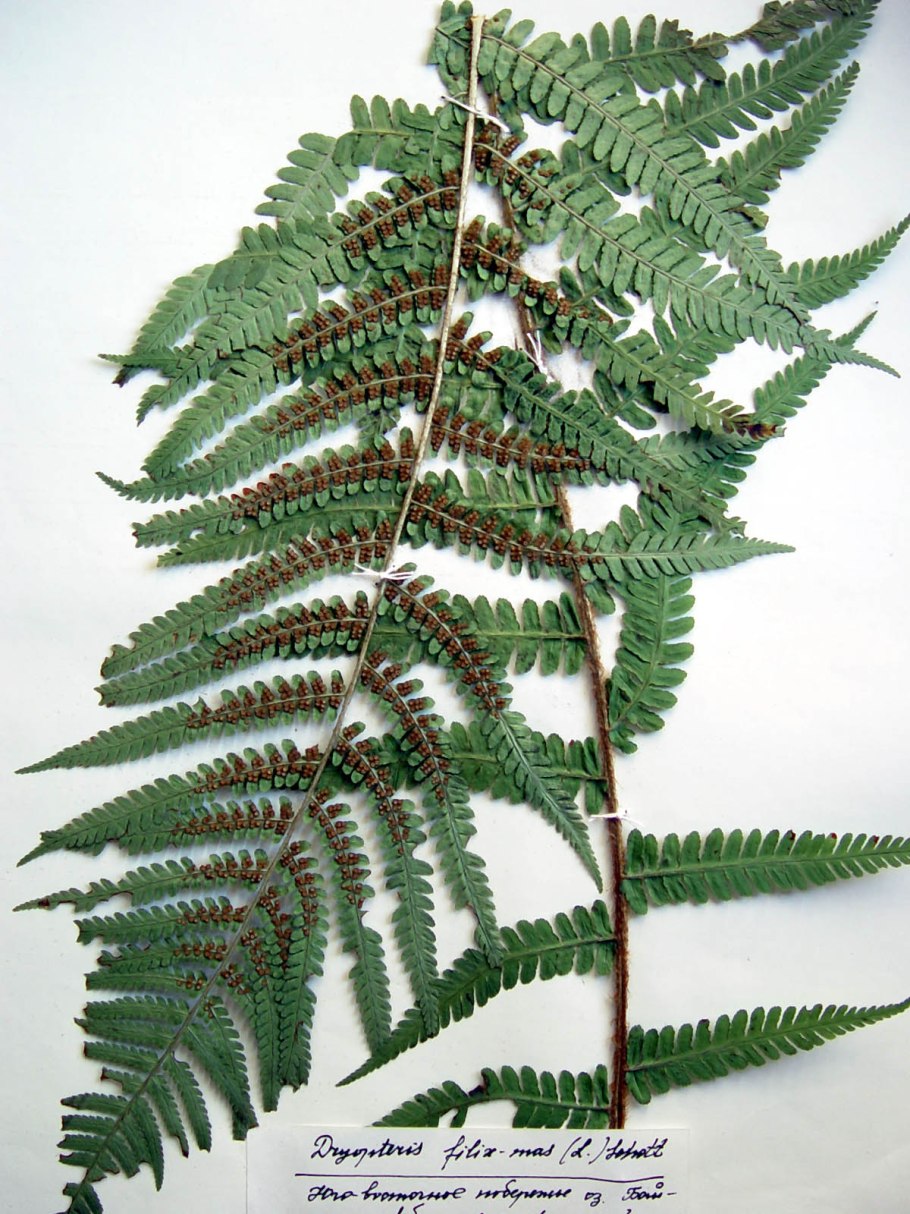 Щитовник мужской папоротник