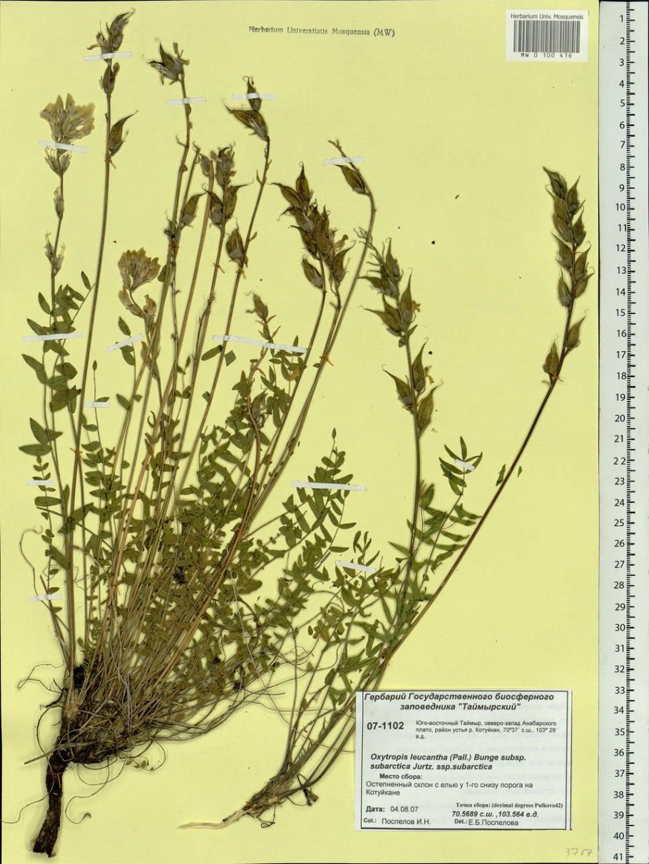 Остролодочник тодомоширский