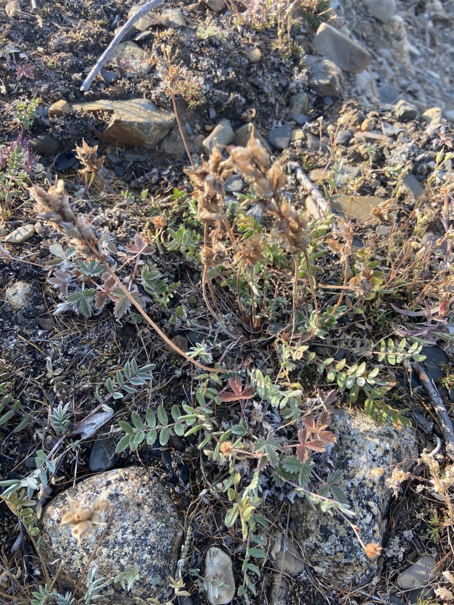 Marantochloa leucantha