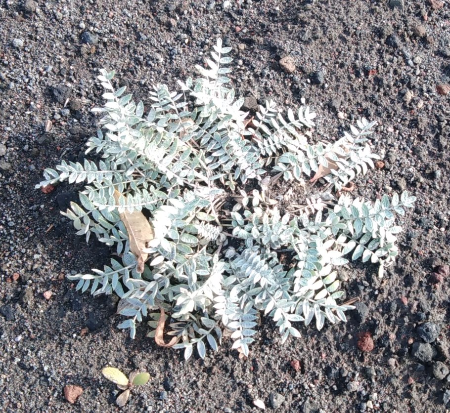 Eupatorium lindleyanum