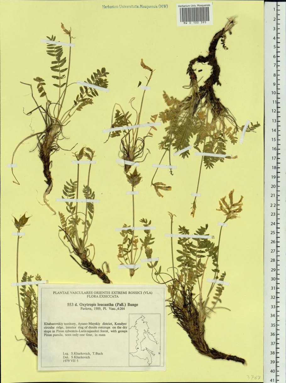 Медоносные цветы дальнего Востока
