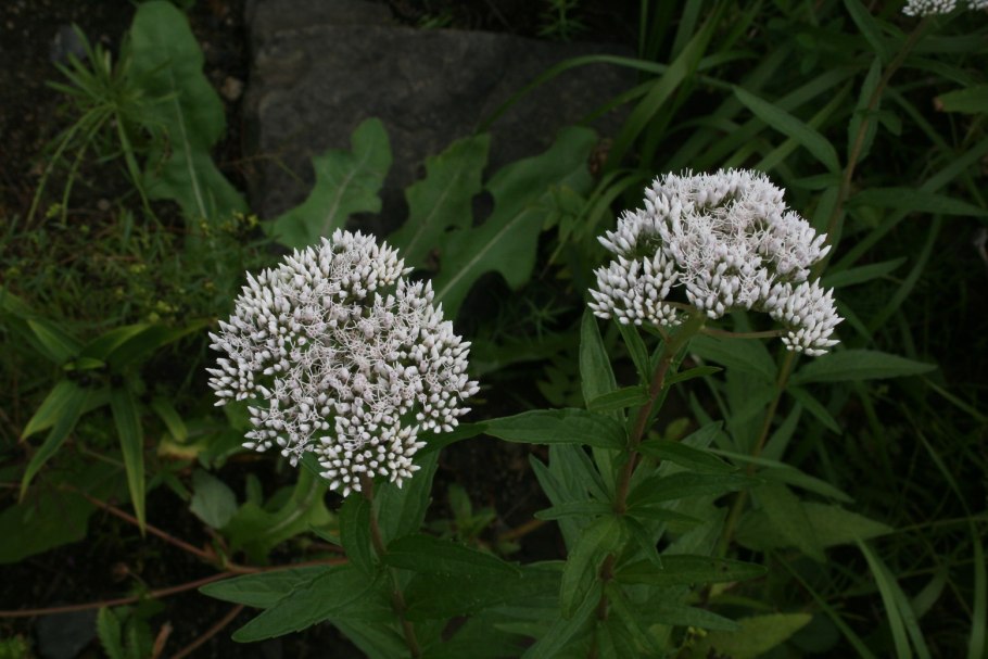 Плантариум Бурятия