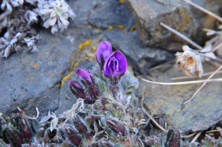 Окололодочник врангелевский