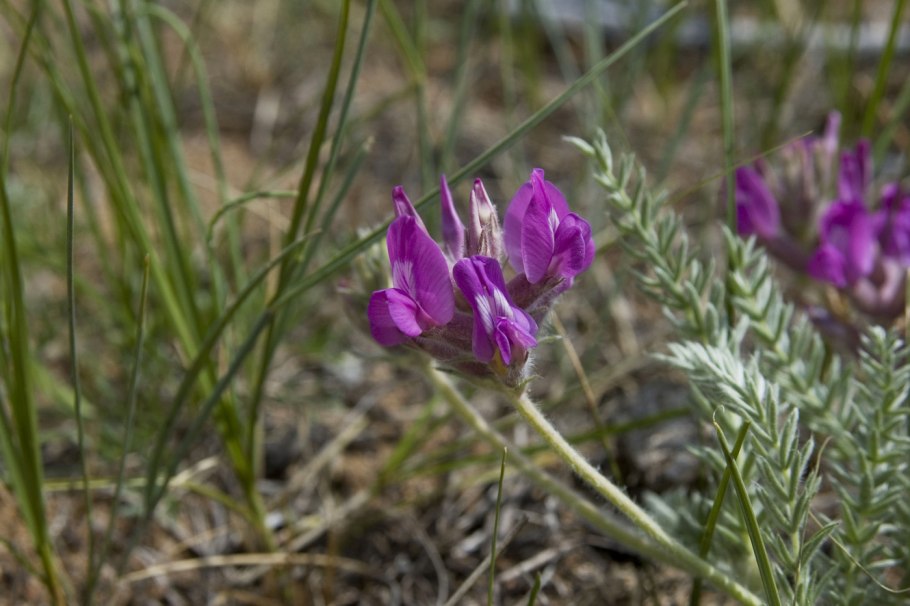 Oxytropis glabra