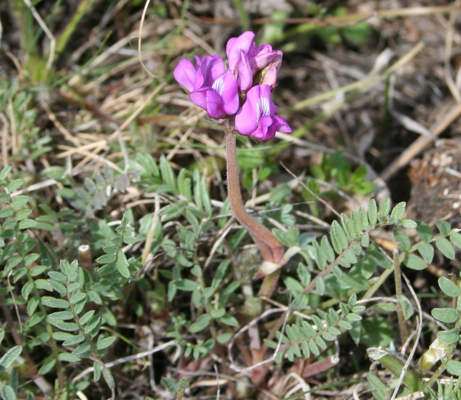 Остролодочник ивдельский