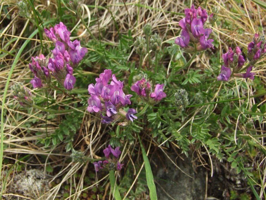 Oxytropis eriocarpa