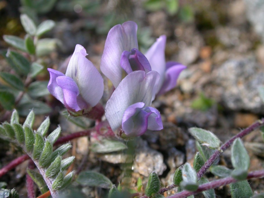 Остролодочник путоранский