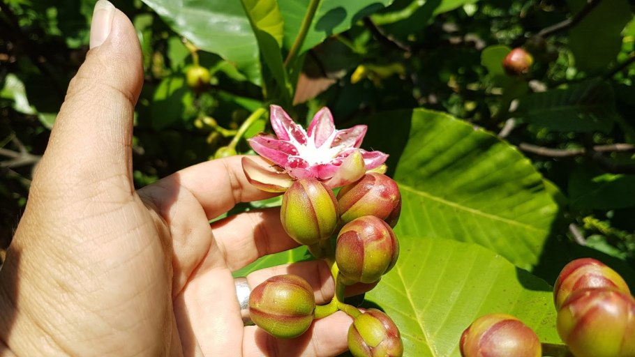 Hoya edeni King ex hooker 1883