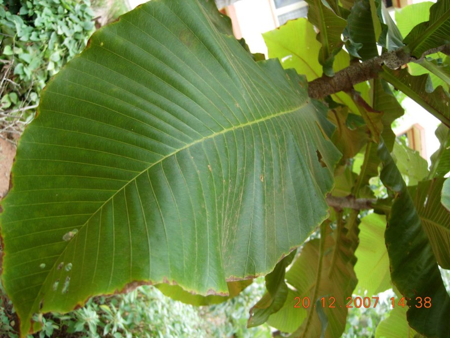 Dillenia Indica в домашних условиях