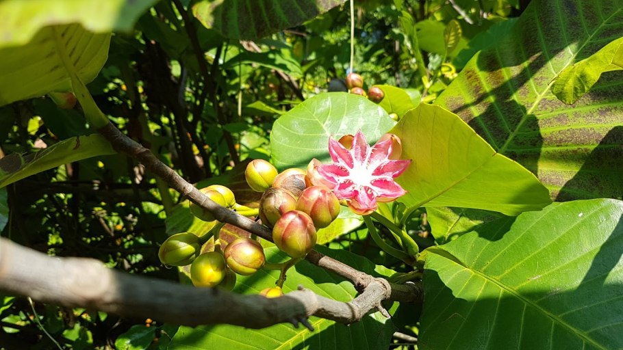 Dillenia suffruticosa