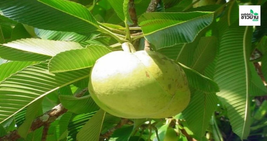 Дилления индийская