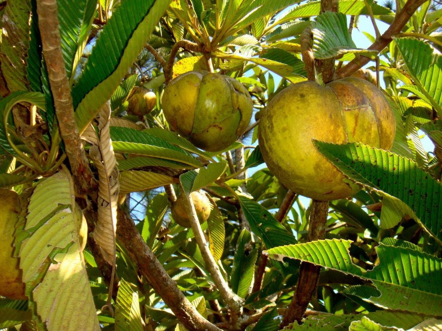 Брунея цветок