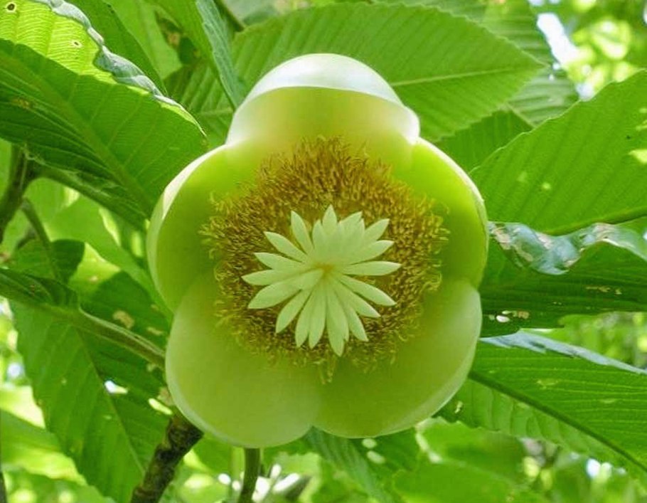 Дилления индийская