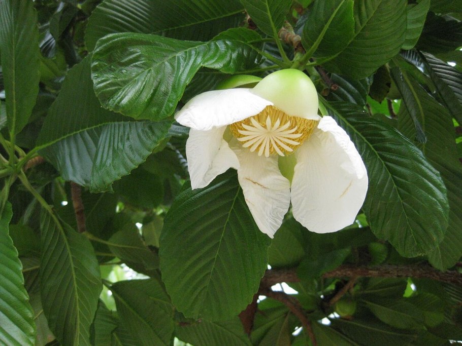 Дилления индийская