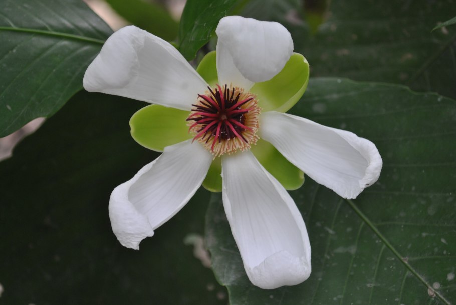 Dillenia philippinensis