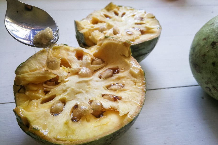 Ватерия индийская