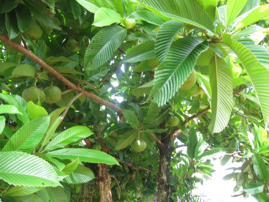 Dillenia Indica в домашних условиях