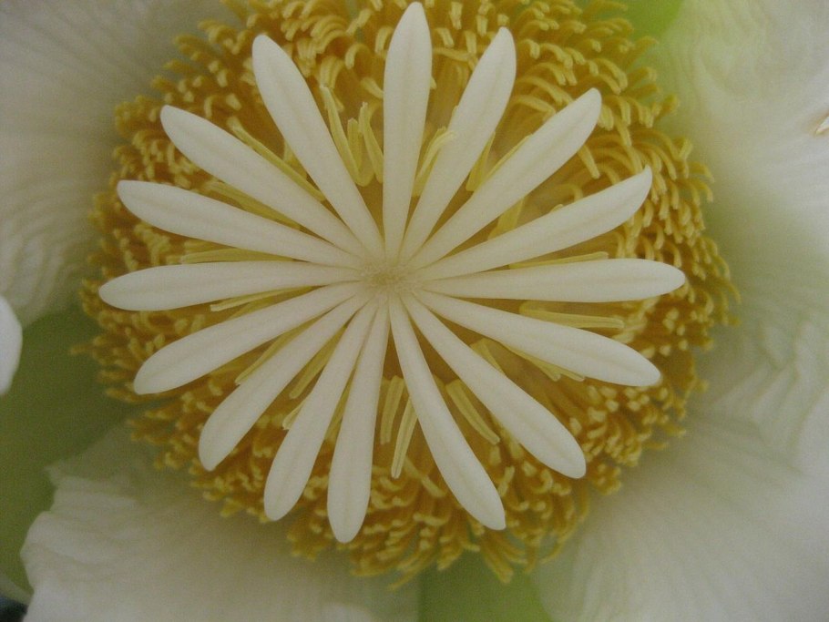 Диллениевые (Dilleniales)