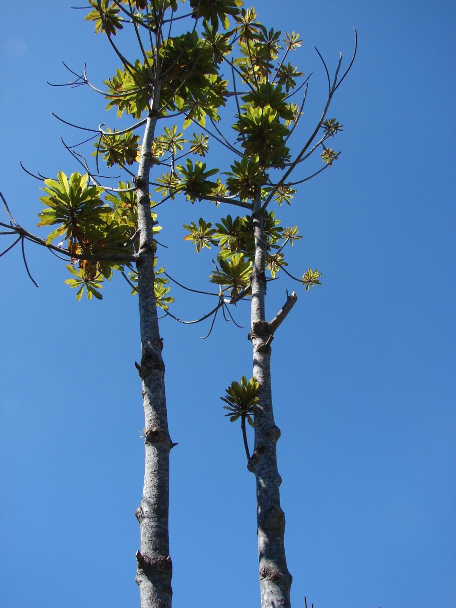 Dilleniaceae корни