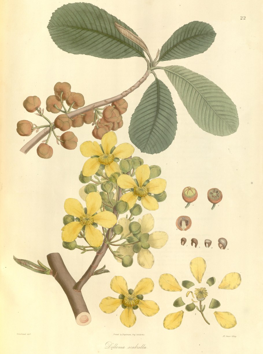 Dillenia Indica в горшке