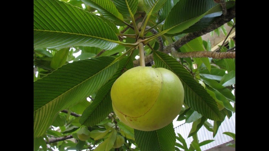 Dillenia Indica, Дилления индийская, Чалта.