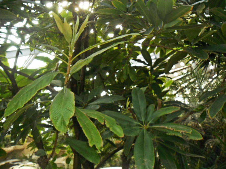 Dillenia Indica в горшке