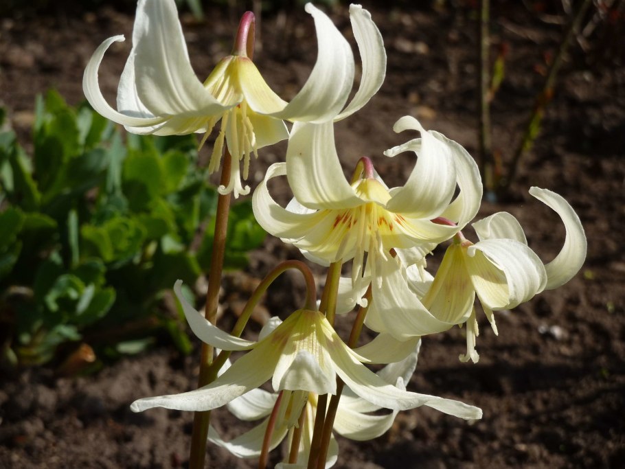 Кандык эритрониум Сибирский