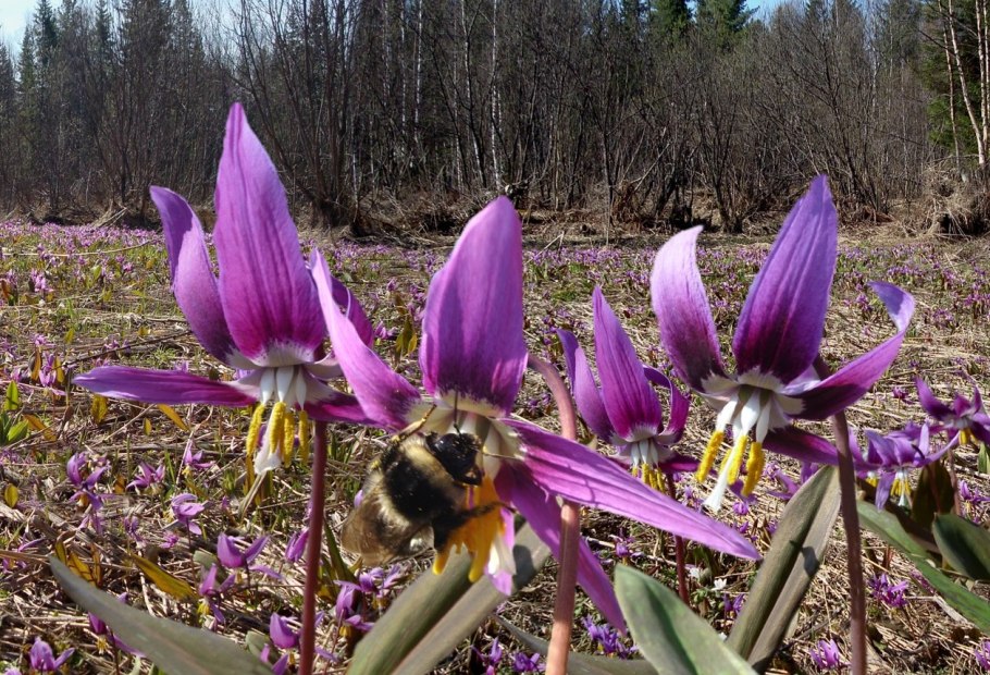 Кандык Сибирский ( Erythronium sibiricum).