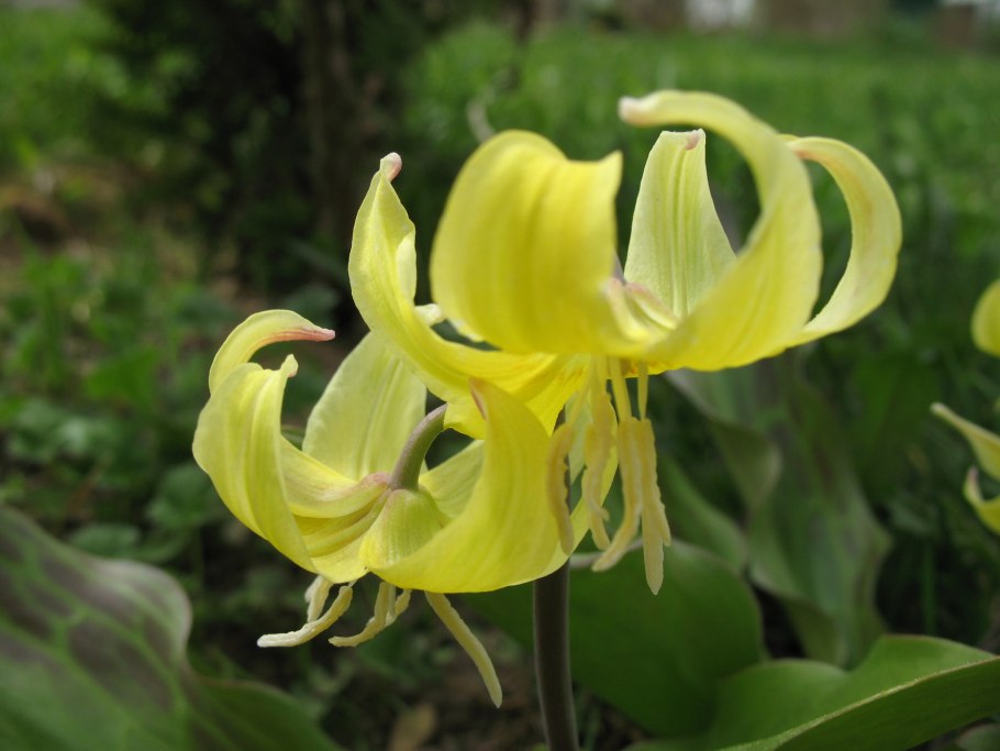 Цветок собачий Кандык