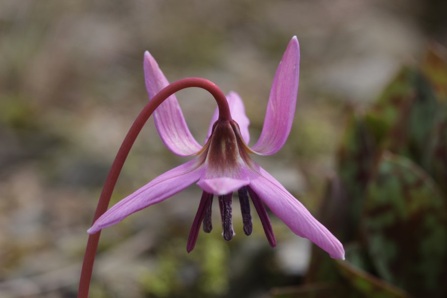 Erythronium dens canis