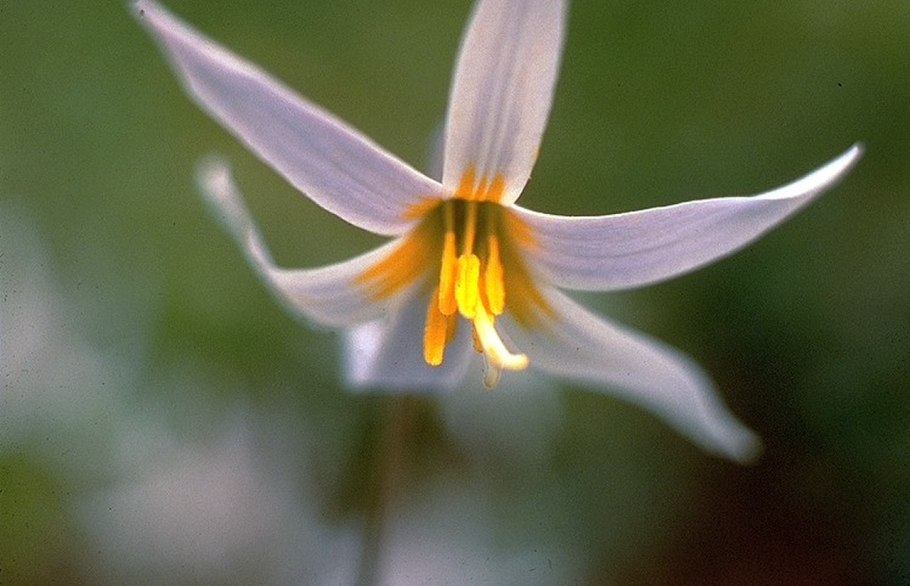 Erythronium albidum