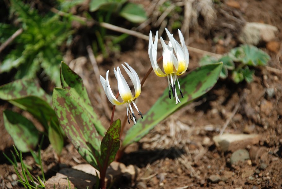 Erythronium dens-canis Moerheimii