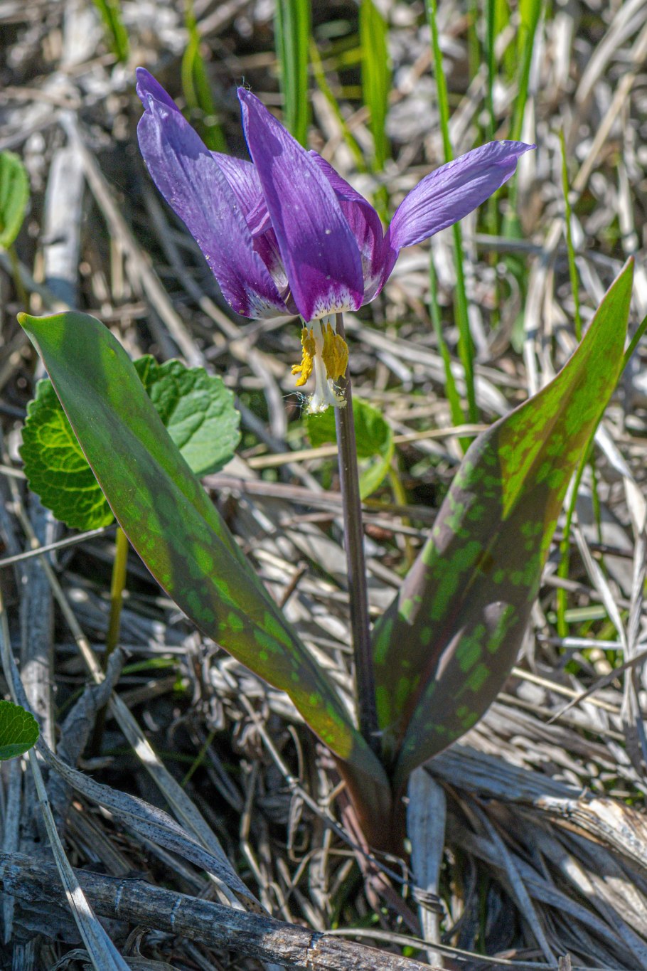 Эритрониум Кондо