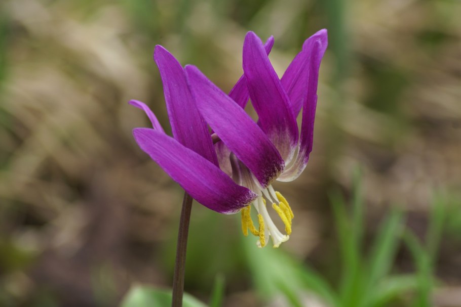 Весенние первоцветы Кандык Сибирский
