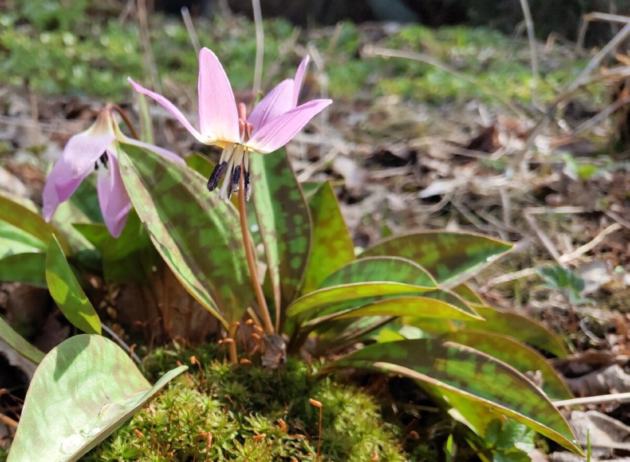 Кандык ( x Erythronium ) Joanna