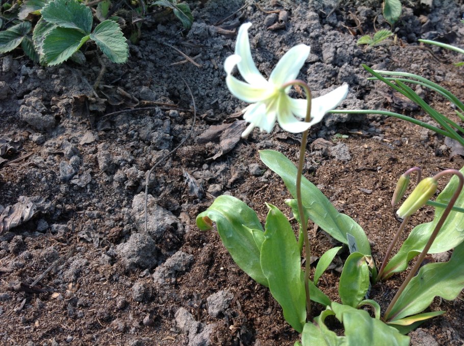 Erythronium californicum