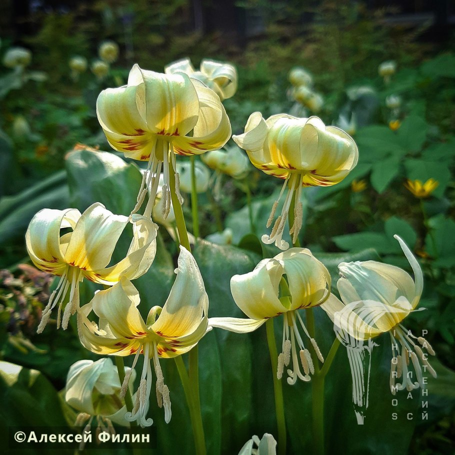 Кандык Уайт Бьюти