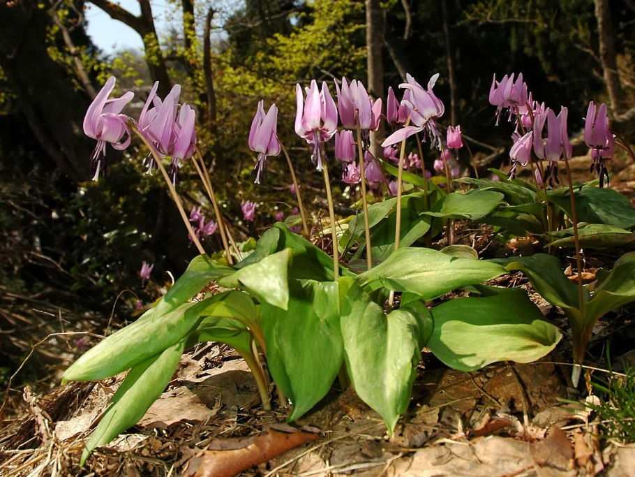 Erythronium japonicum