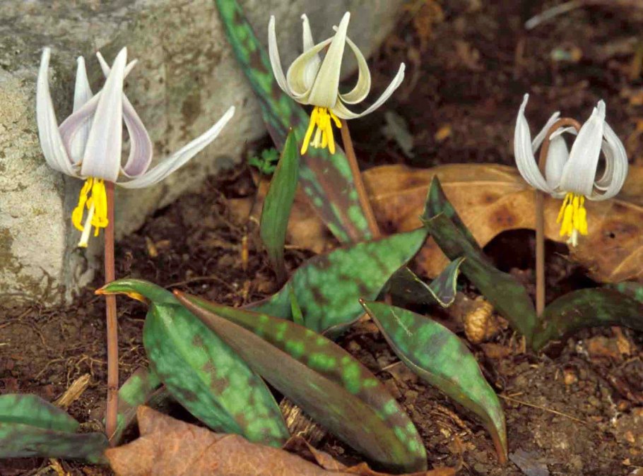 Кандык (erythronium)
