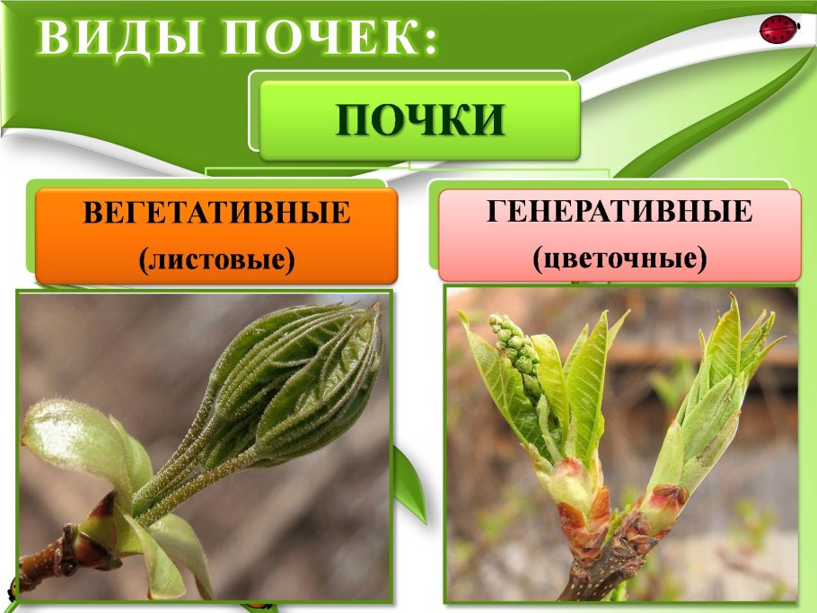 Способы вегетативного размножения растений черенками