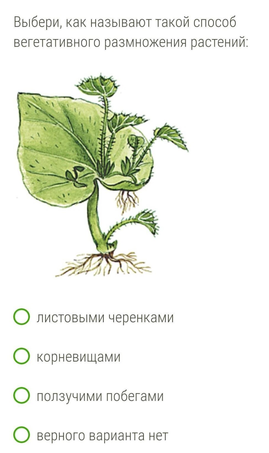 Вегетативные органы цветкового растения