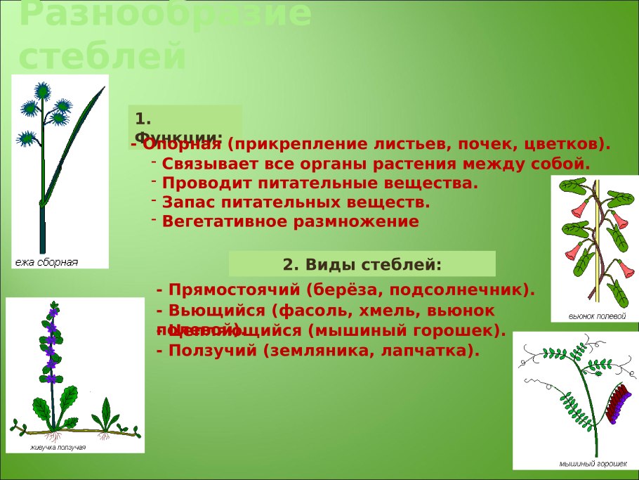 Разнообразие стеблей биология 6 класс
