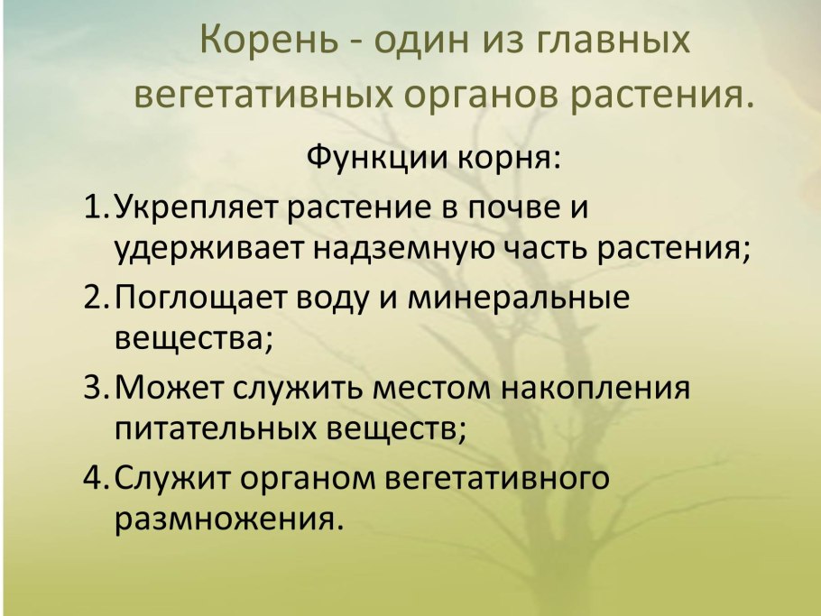 Строение побега хвойного растения